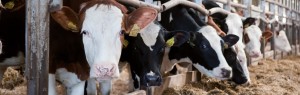 Факторы, определяющие потребление корма дойным скотом
